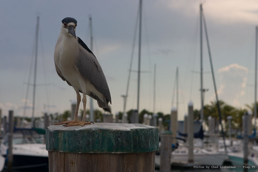 Photograph by Chad Lieberman CRW_7730