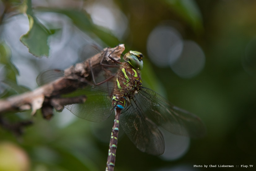 Photograph by Chad Lieberman CRW_0545