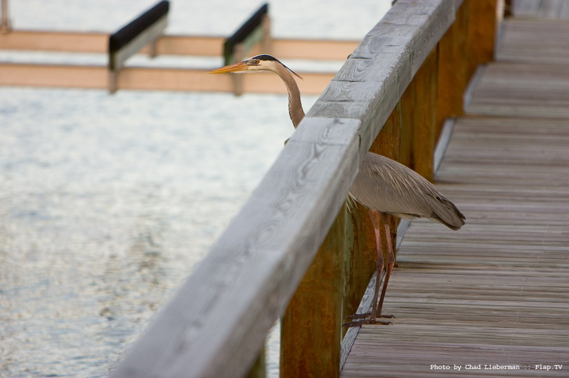 Photograph by Chad Lieberman CRW_2269